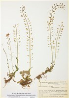 藏品(高山菥蓂)的圖片